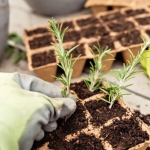 Small rosemary cuttings being placed into dirt.