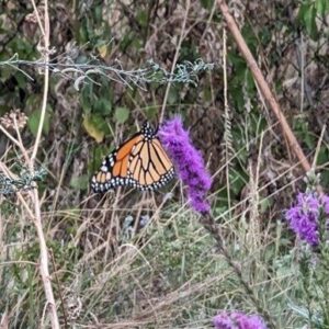 butterfly on flower