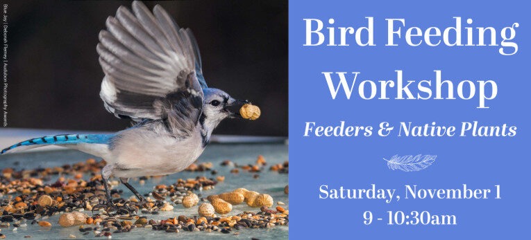 A bluejay bird picking up a peanut from a tray of birdseed