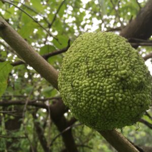 Osage orange branch with green fruit