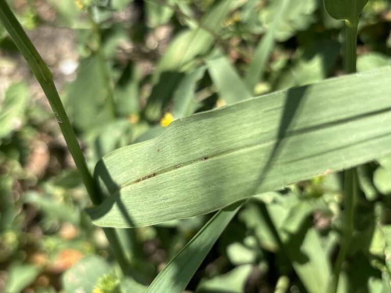 Closeup of distinctive wide leaf blade on southwestern bristlegrass