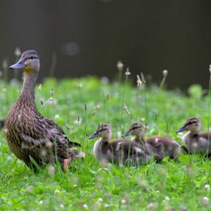 Female duck with ducklings