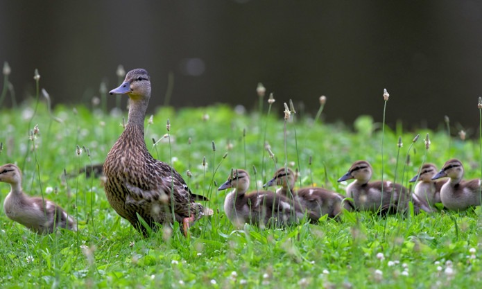 Female duck with ducklings
