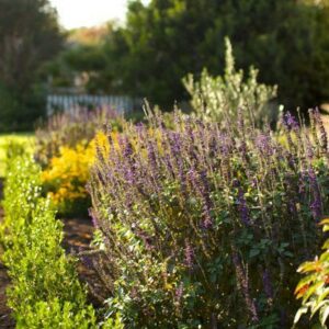 Resilient landscape plants in full sun
