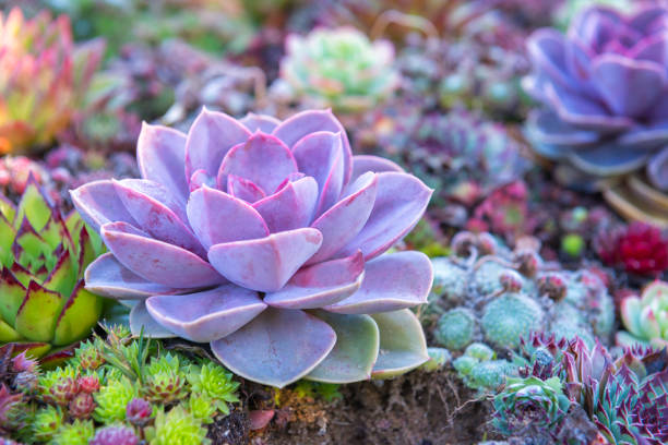 March calendar graphic showing succulent plants for a class on the 8th.