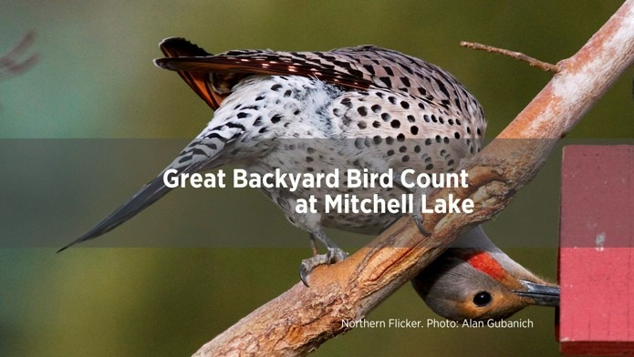 February calendar entry for Great Backyard Bird Count at Mitchell Lake Audubon Center on the 14th.