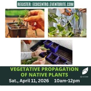 An image of various methods of plant propagation.