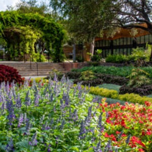 Vivid blue and red flowers with lush green leaves at San Antonio Botanical Garden display.