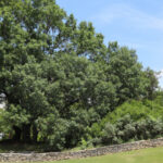 San Antonio Botanical Gardens overlook with spreading red oak tree