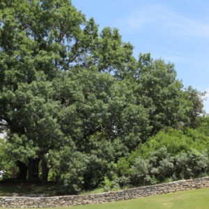 San Antonio Botanical Gardens overlook with spreading red oak tree