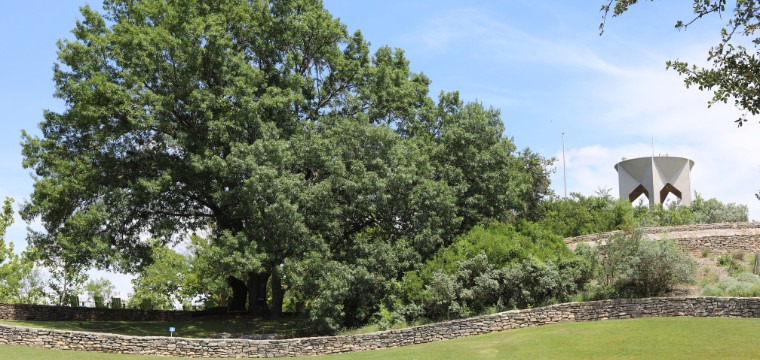 San Antonio Botanical Gardens overlook with spreading red oak tree