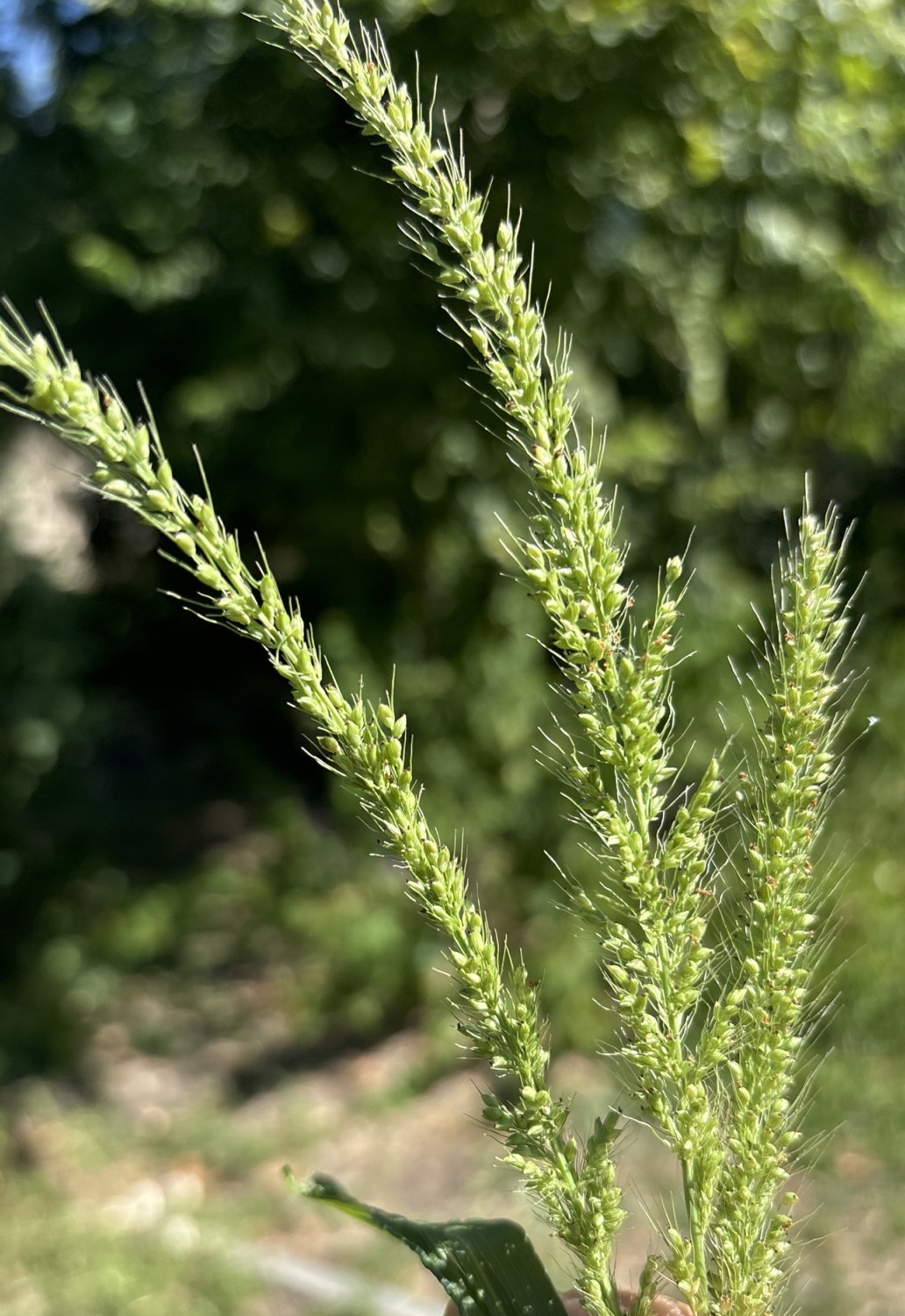 Closeup of inflorescence showing ovate spikelets and soft bristles.