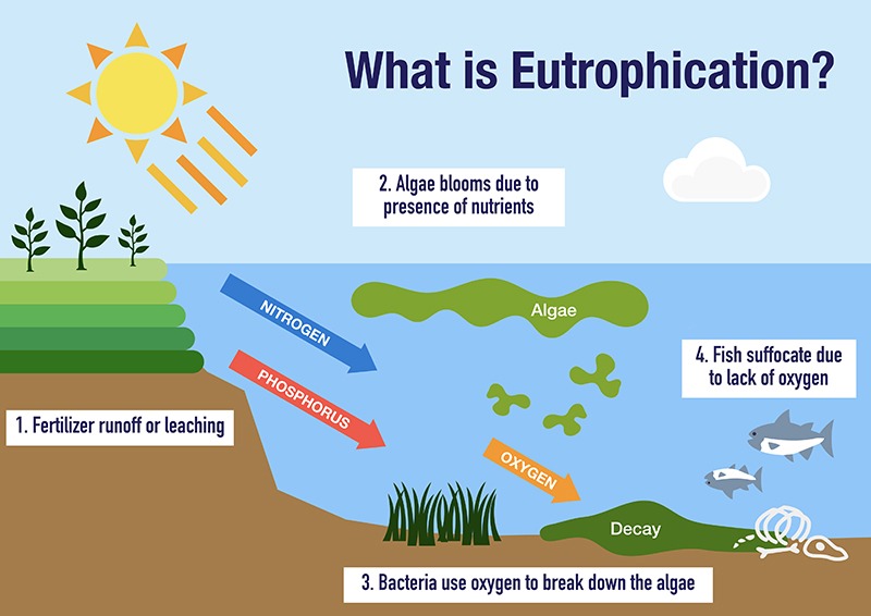 eutrophication process