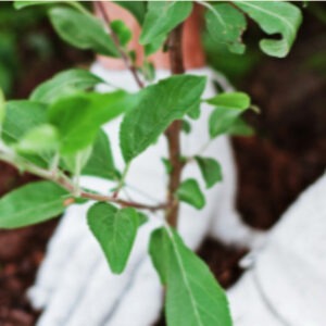 May calendar listing for Botanical Gardens class on May 16th.