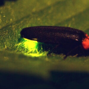 April Calendar entry for fireflies presentation at Botanical Gardens on the 8th