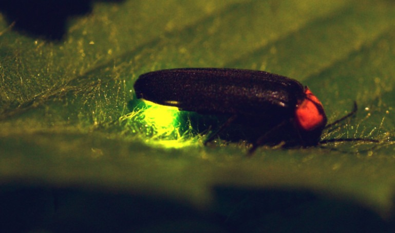 April Calendar entry for fireflies presentation at Botanical Gardens on the 8th