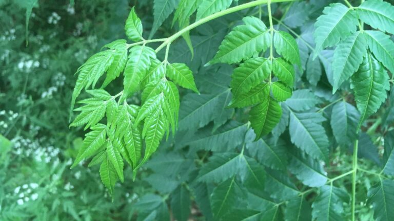 Distinctive Chinaberry leaves in Brackenridge Park, San Antonio