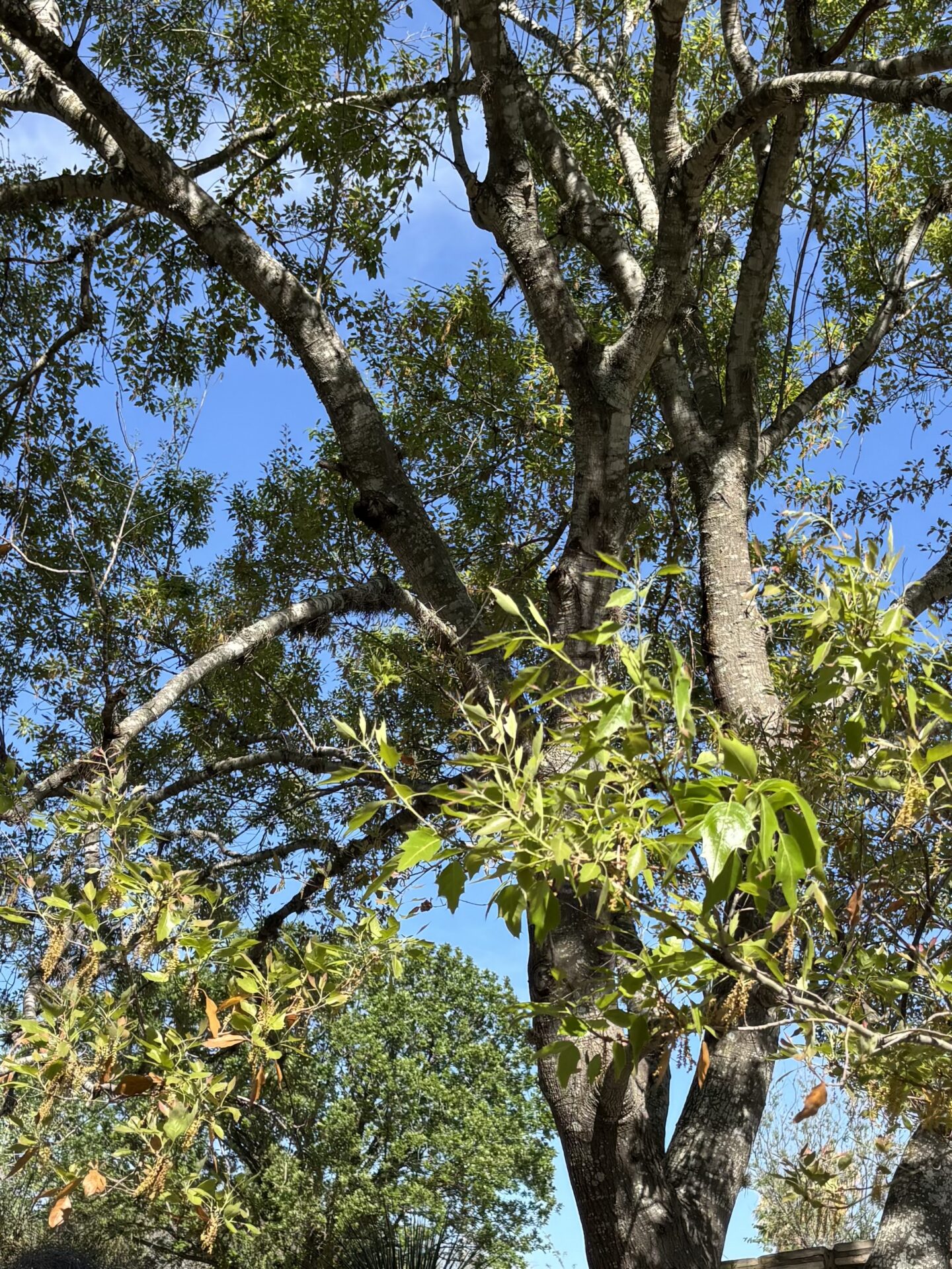 Canby red oak leaves and trunk