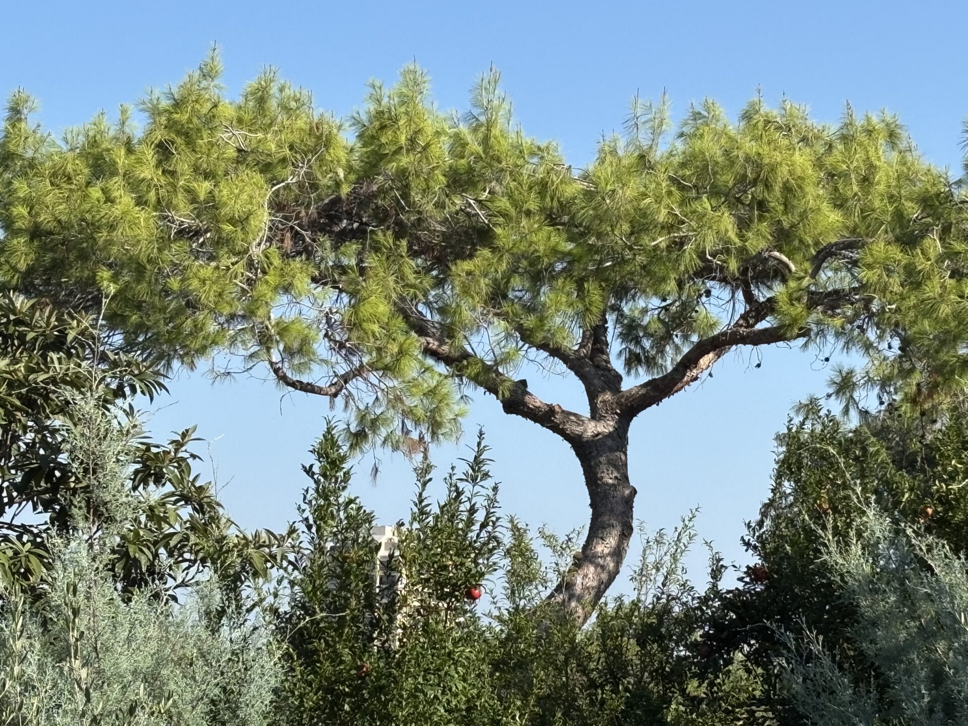 Aleppo pine at San Antonio Botanical Garden, with Arizona cypress, pomegranate, and loquat.
