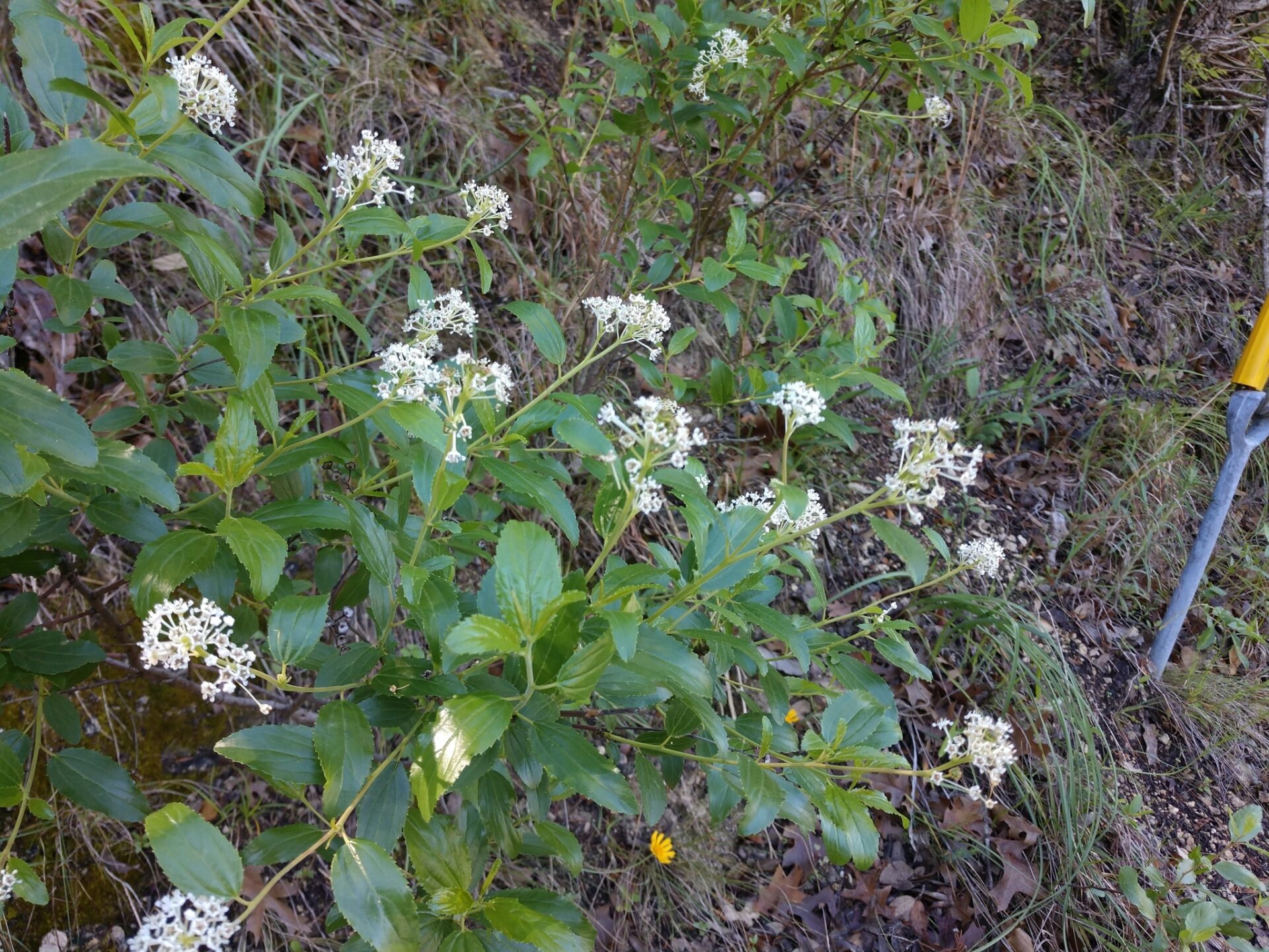 Inland ceanothus flowering