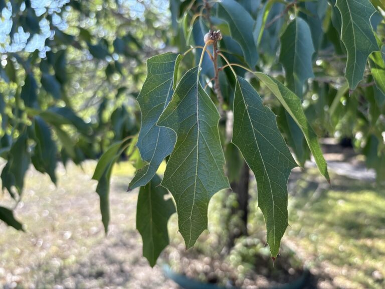Canby oak leaves are glossy and slender