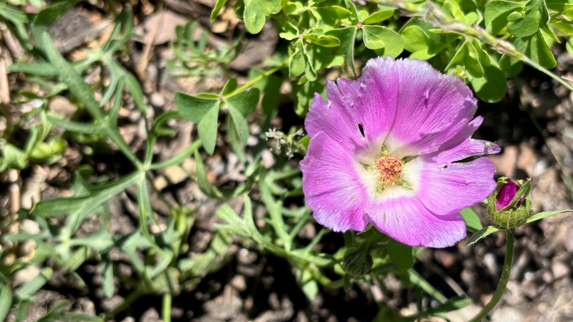 Perennial winecup flower showing deeply lobed leaflets