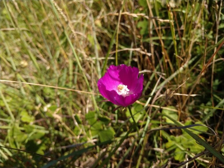 Perennial winecup