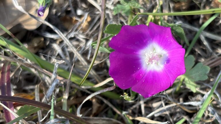 Perennial winecup bloom in April