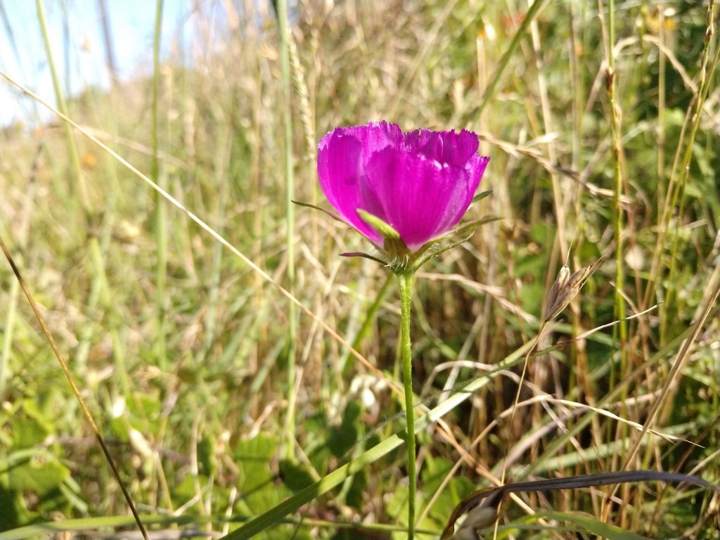 Perennial winecup bloom showing diagnostic involucrum