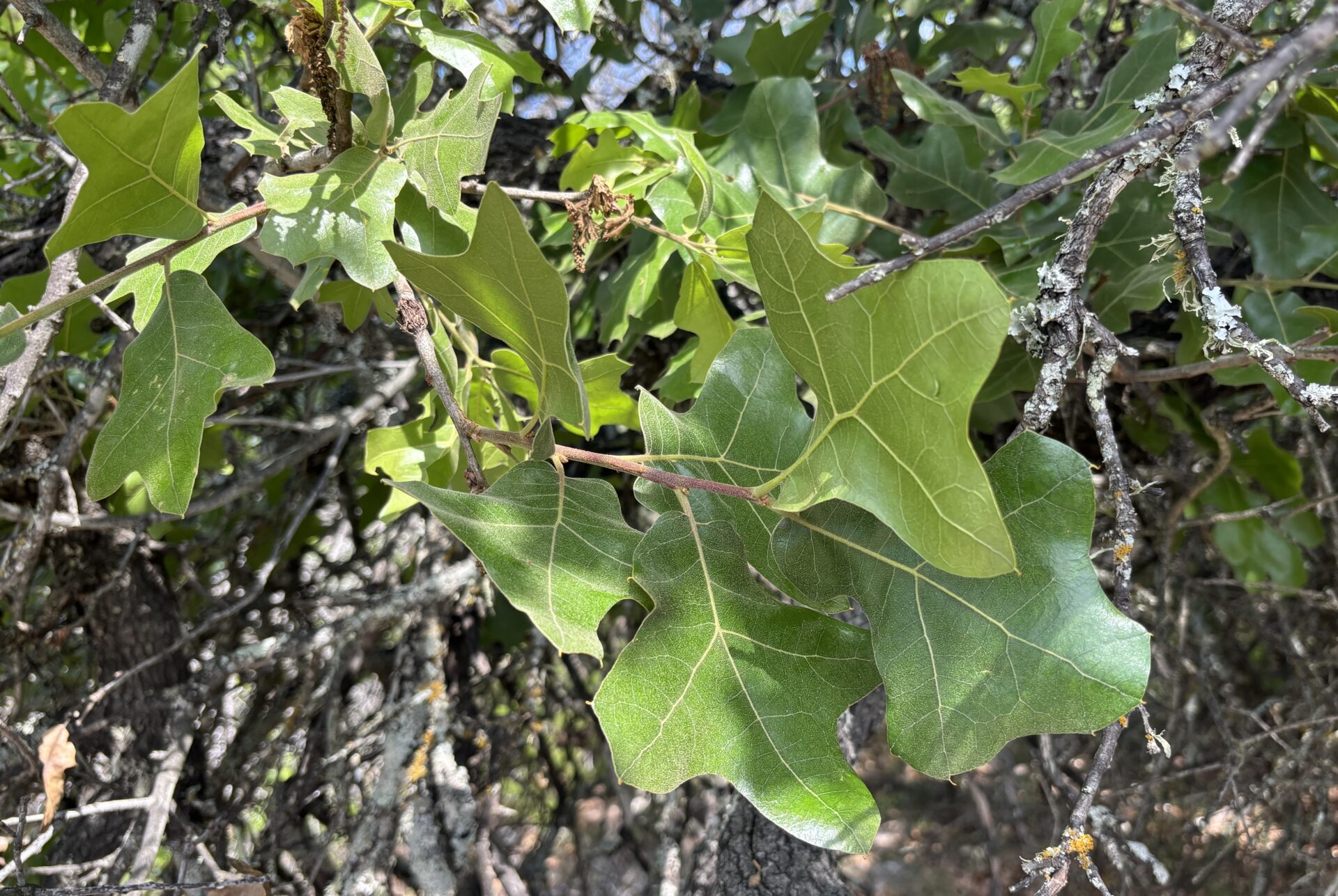Post oak leaves in Comfort, Texas