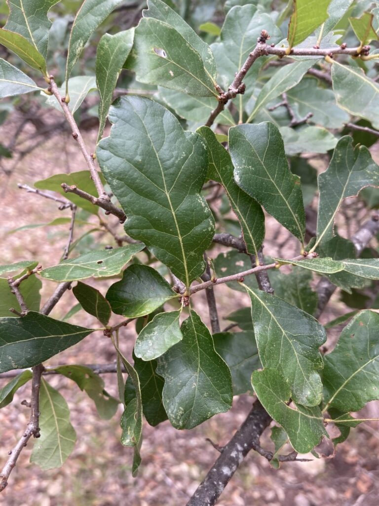 Shin oak leaves at Wimberly, Texas