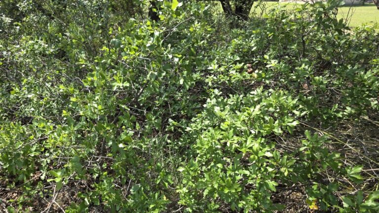 Shin oak thicket showing tangle of leaves