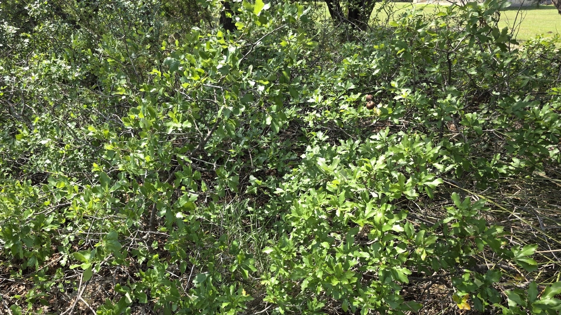 Shin oak thicket showing tangle of leaves