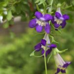 Snapdragon vine flowers