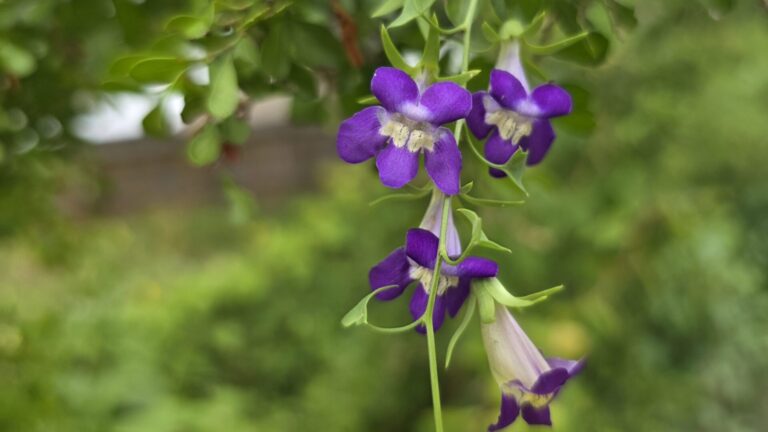 Snapdragon vine flowers