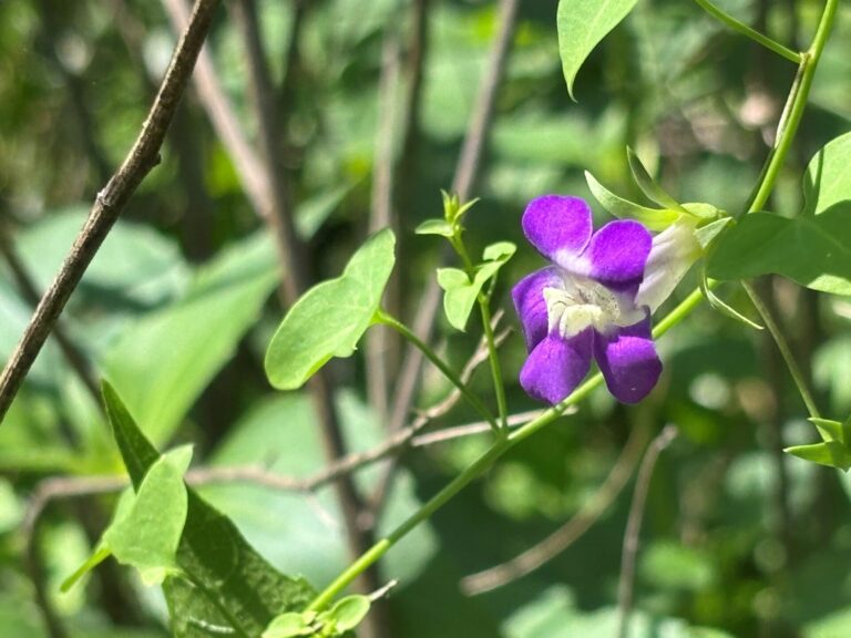 Purple-lipped snapdragon vine flower, showing vine tendrils
