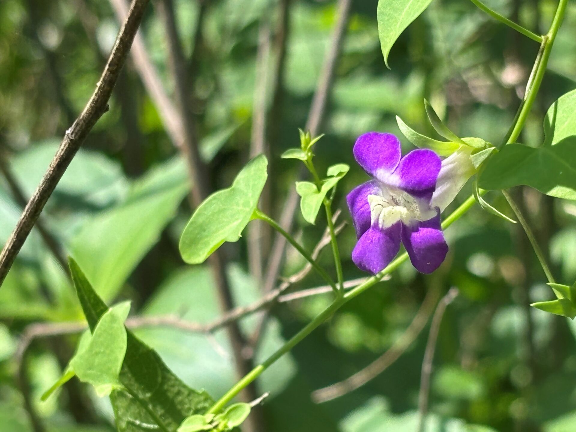 Purple-lipped snapdragon vine flower, showing vine tendrils