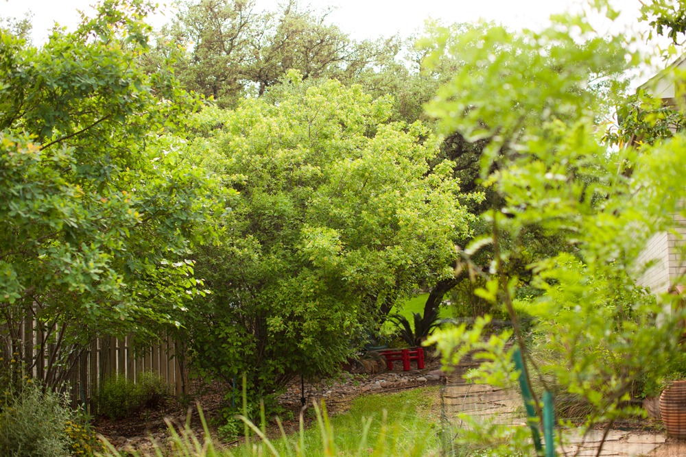 cottage garden vines and seating area
