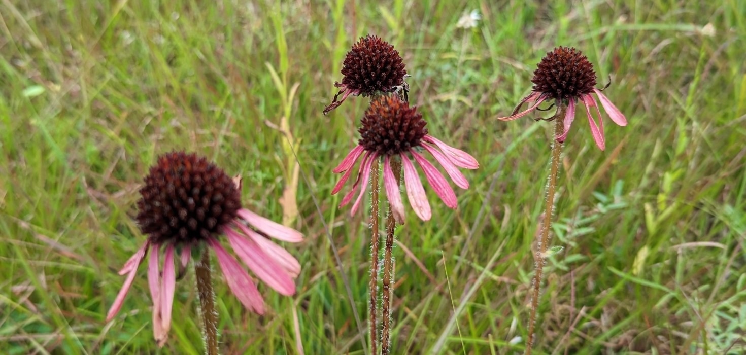 narrow-leaf-coneflower three - 1920x1080