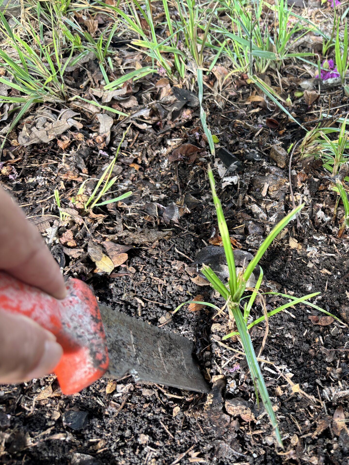 soil knife