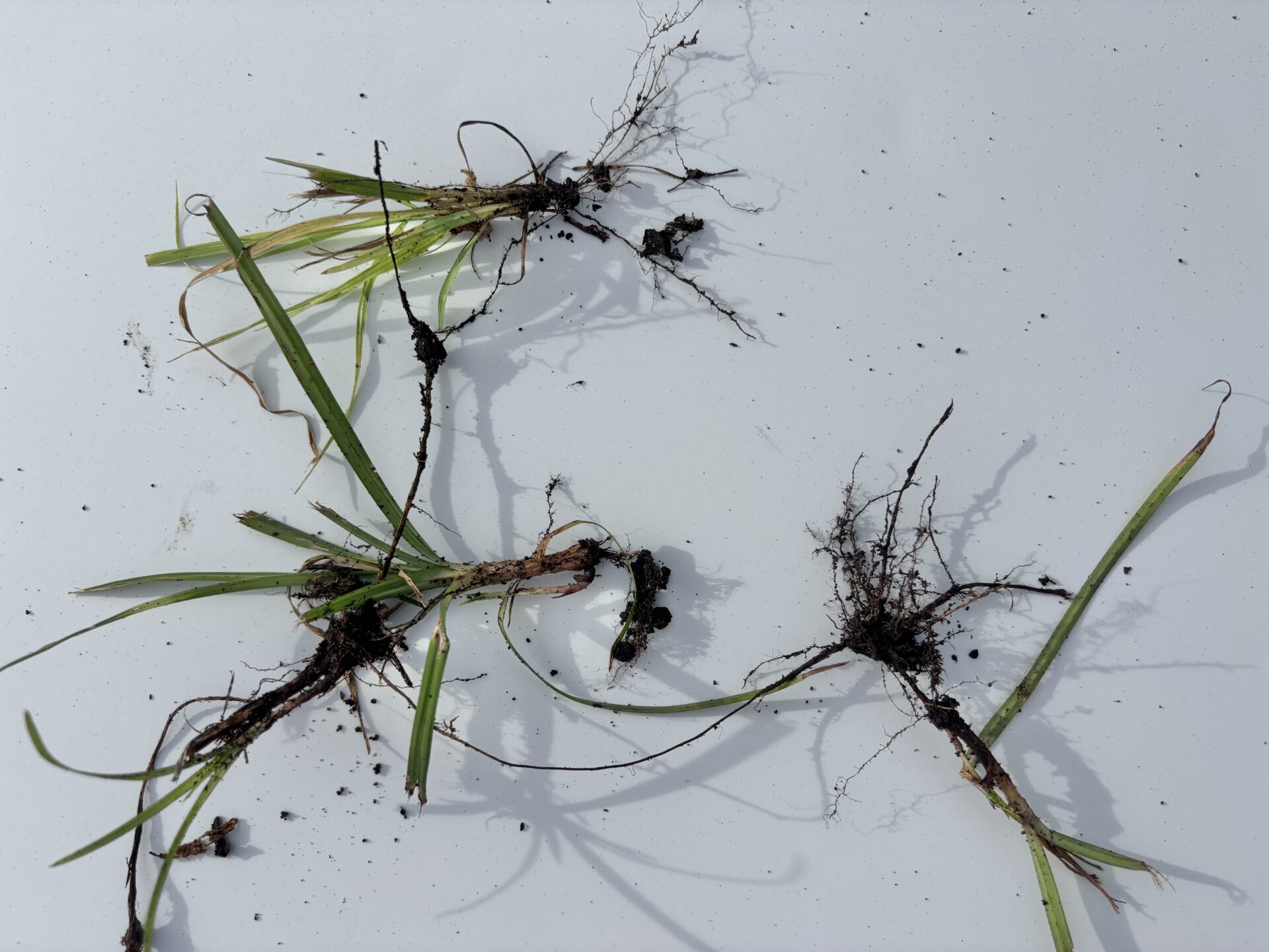Nutgrass showing tubers
