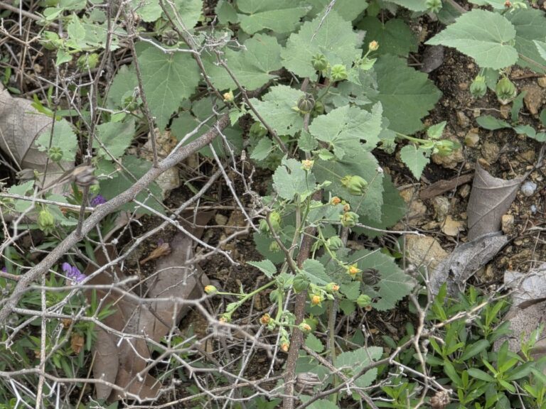 Indian mallow branches in an uncultivated setting