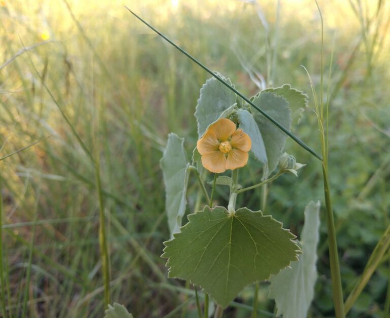 Yellow Indian mallow flower with silver leaves