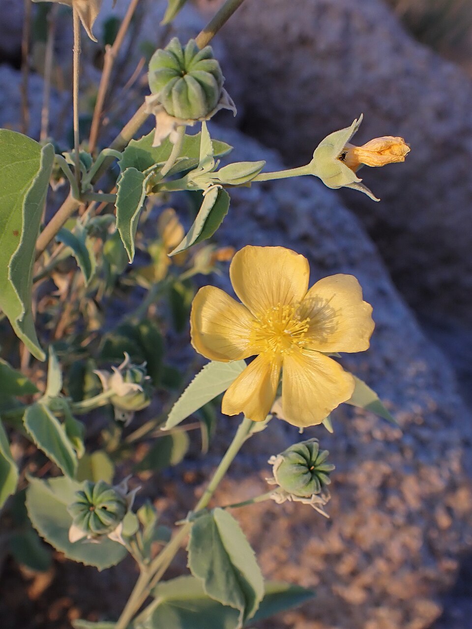 Yellow-flowered mallow plant growing against rock background with silvery leaves
