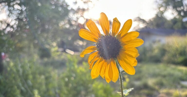 Sunflower backlit by afternoon sunlight