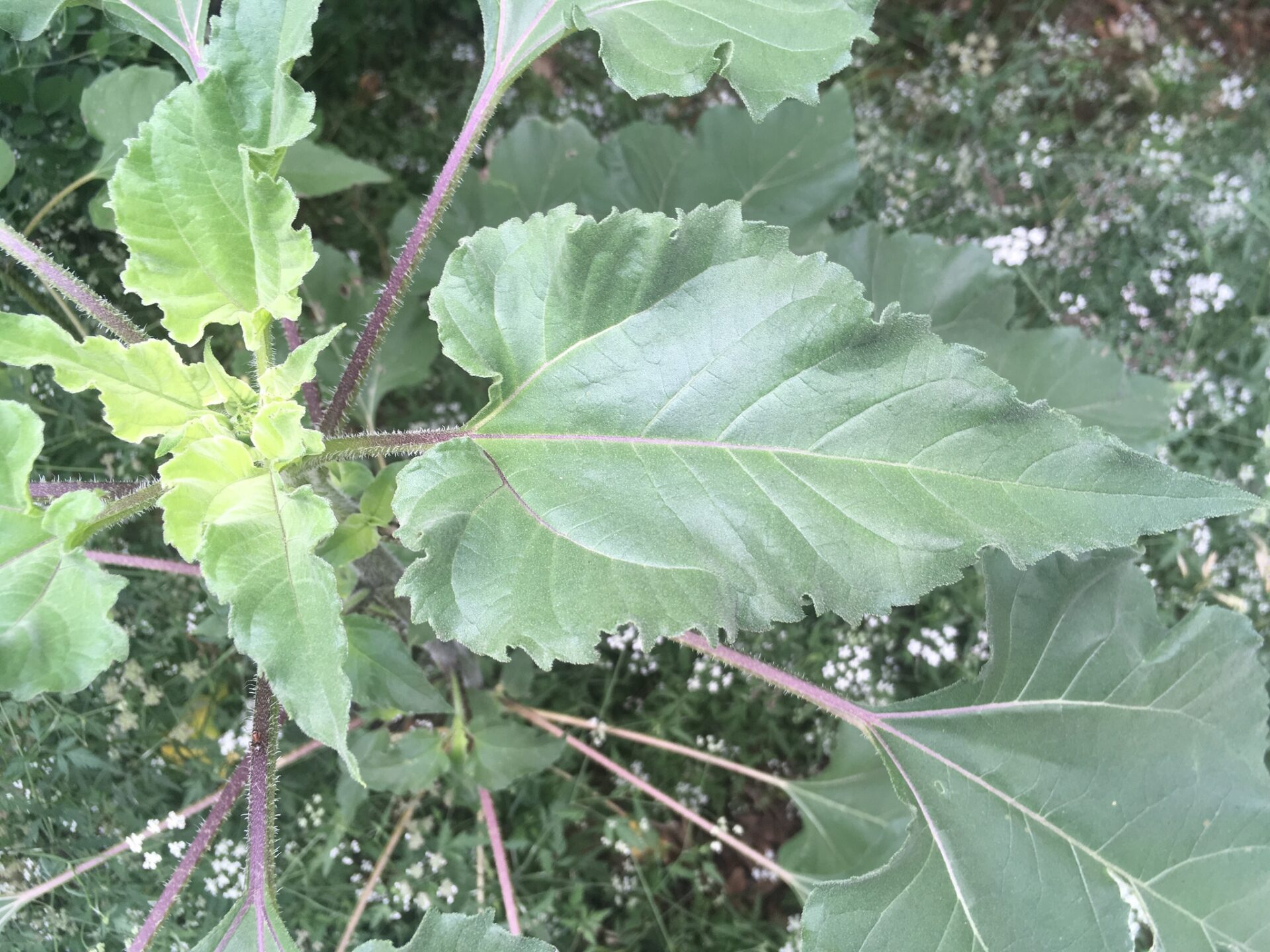 Common sunflower leaves