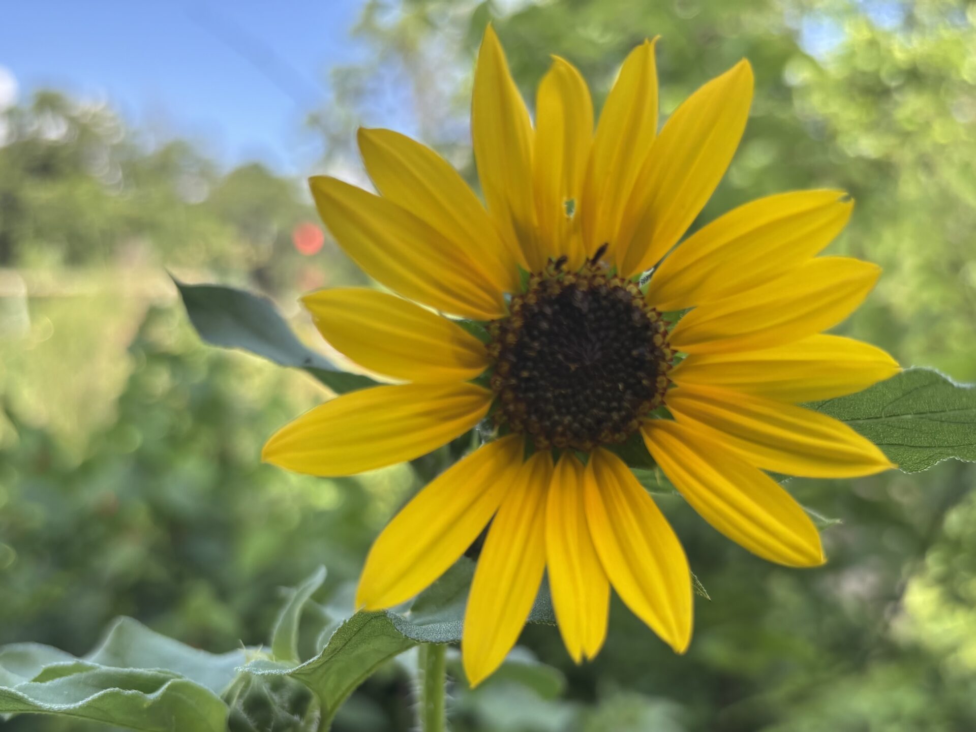 Wild sunflower bloom in home landscape