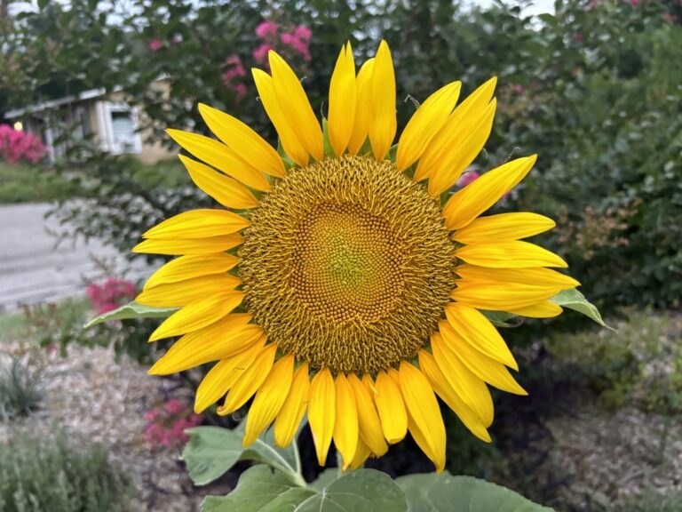 Single-stemmed mammoth sunflower cultivar