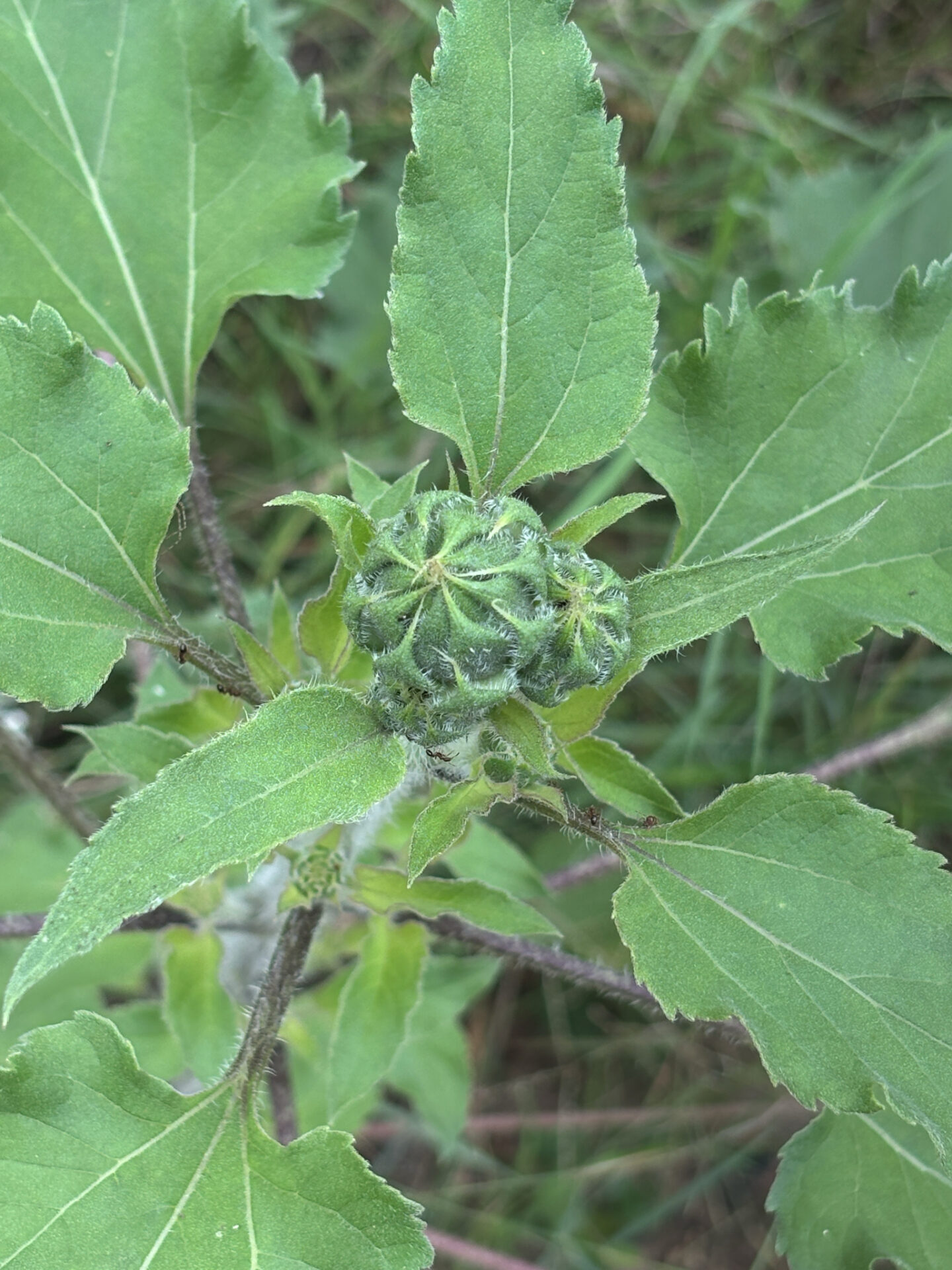 common sunflower flower bud