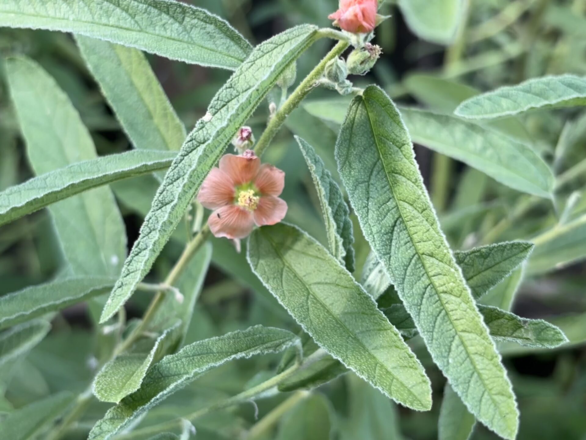 Narrowleaf globemallow flower and leaves